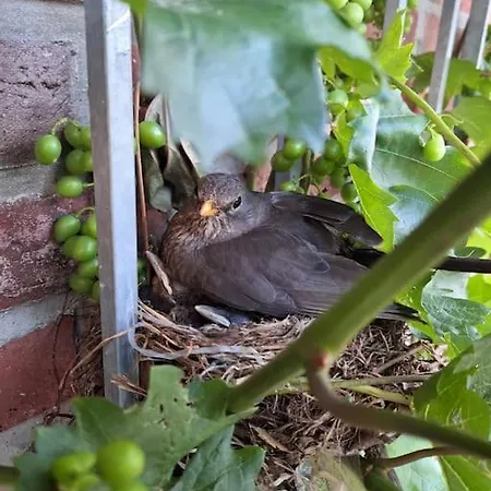 Gaestewohnung Kleinstadtperle In 아파트 *