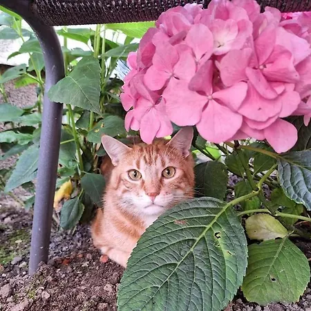 Gaestewohnung Kleinstadtperle In Appartamento *