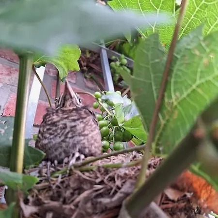 Appartamento Gaestewohnung Kleinstadtperle In