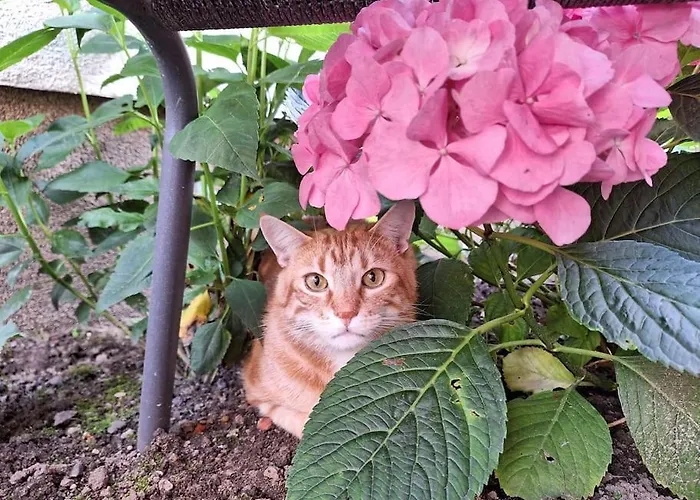 Gaestewohnung Kleinstadtperle In アパート *