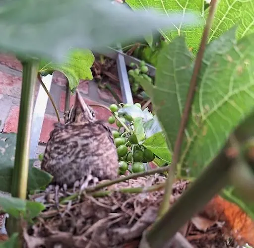 Lägenhet Gaestewohnung Kleinstadtperle In